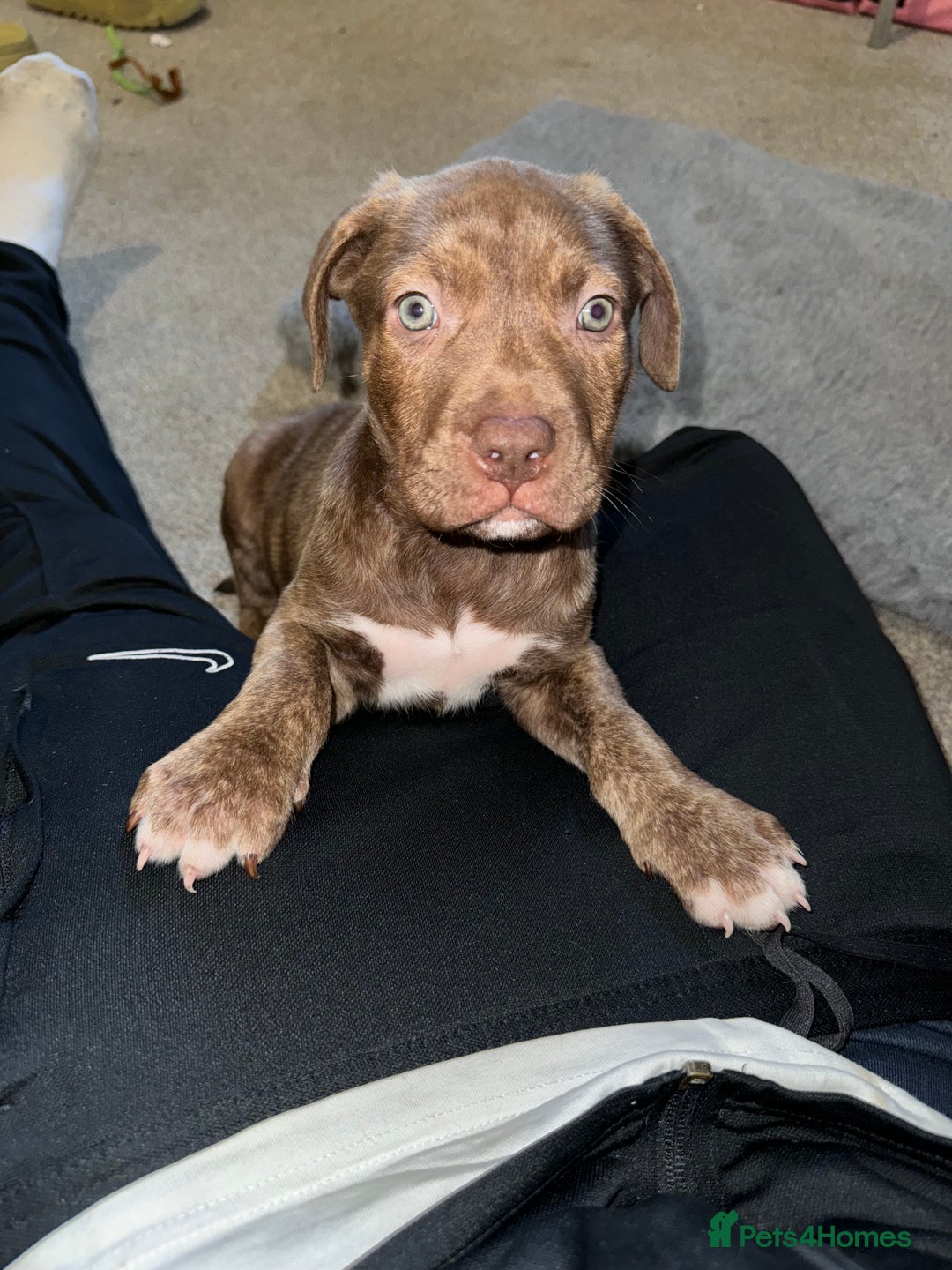 American Bulldog dogs for sale: American bulldog mastiff bloodline puppies - Image 1
