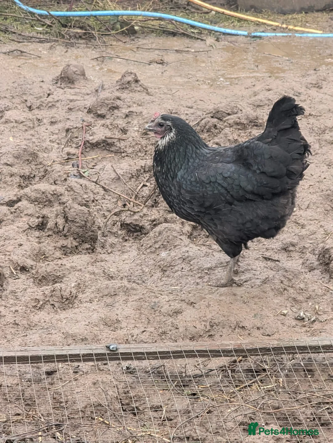 Mixed Breed poultry for sale: Runner ducks, chickens, geese  - Advert 10