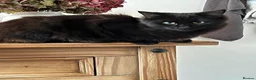 Mixed Breed cats for sale: Stunning Kittens Ready Soon - Hailsham in Hailsham - Advert 7