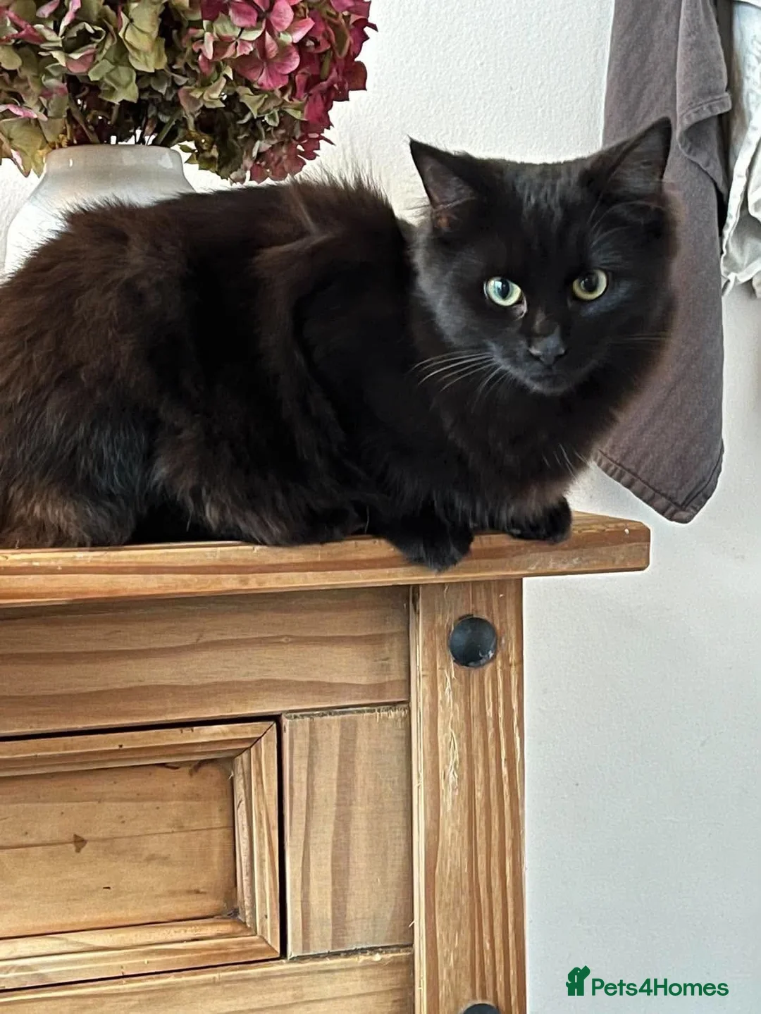 Mixed Breed cats for sale: Stunning Kittens Ready Soon - Hailsham in Hailsham - Advert 7