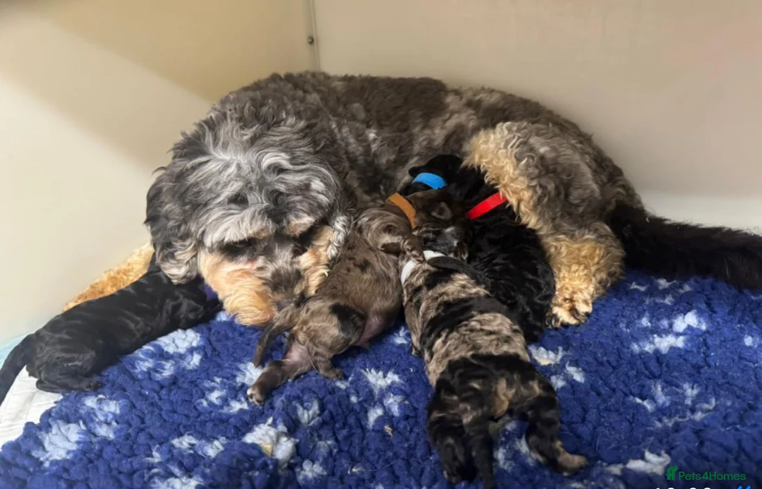 Cavapoo dogs for sale: F1b cavapoos in Robertsbridge - Advert 7