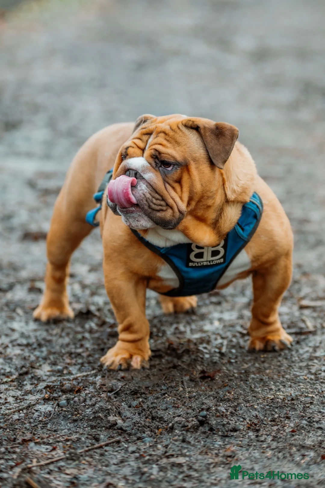 English Bulldog dogs for stud: BISCUIT for stud red and white boy - Advert 2