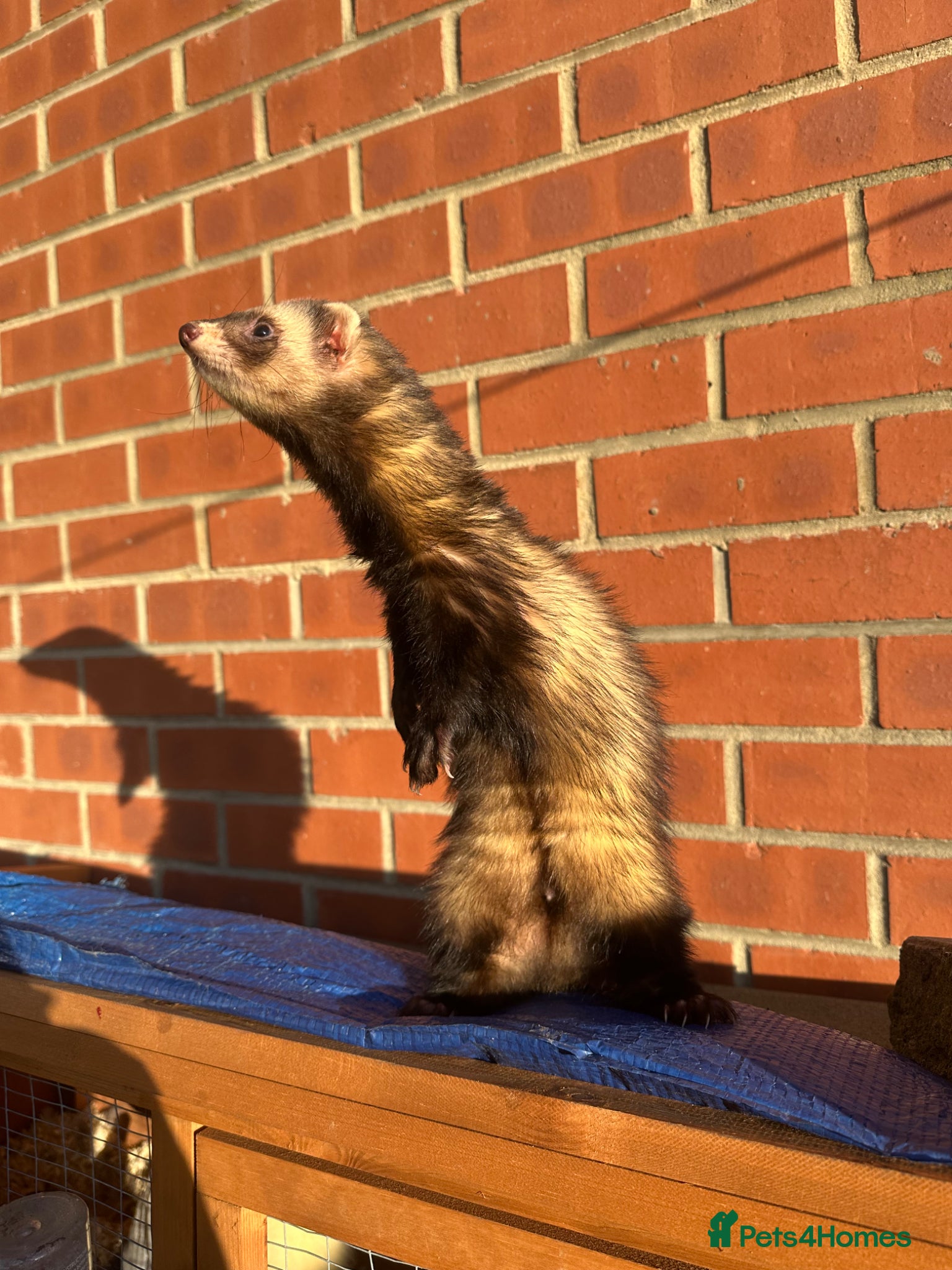 Mixed Breed reptiles Ferret - Advert 2