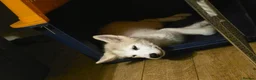 Canadian Eskimo Dog dogs for sale: 17 week old male & female Canadian Eskimo Puppies - Advert 3