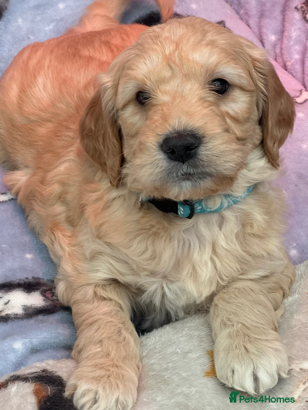 Mini Goldendoodle dogs for sale: Beautiful F1 Miniature Goldendoodle Puppies  - Advert 1