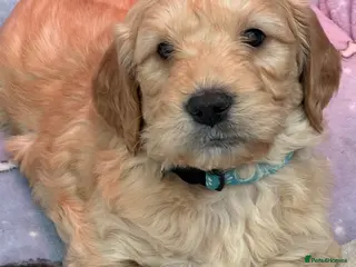 Mini Goldendoodle dogs Beautiful F1 Miniature Goldendoodle Puppies - Advert 1