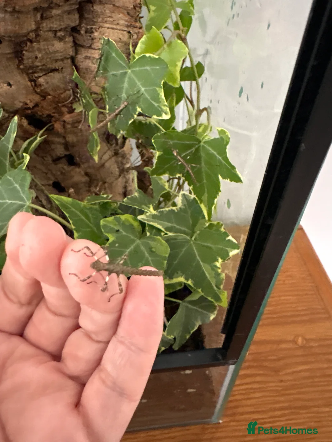 Stick Insects invertebrates for sale: ‘Sunny’ stick insects  in Swindon - Advert 3