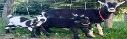 Goats livestock for sale: 2x PygmyX. 1 female and 1 male (castrated)  - Advert 3
