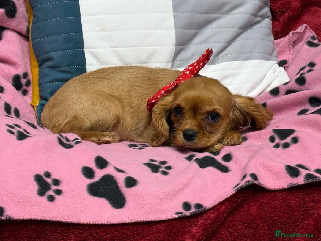 Cavalier King Charles Spaniel dogs for sale: Cavalier king Charles  Ruby's puppy's   - Image 23