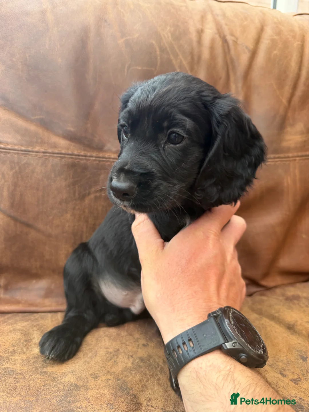 Cocker Spaniel dogs for sale: Cocker spaniel puppies - Advert 2