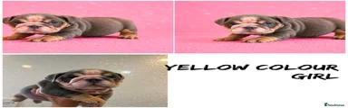 Yellow collar girl 6