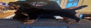 Rottweiler Puppy 2