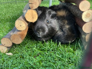 Guinea Pig rodents 2 Friendly boy guinea pigs looking for a new home - Advert 1