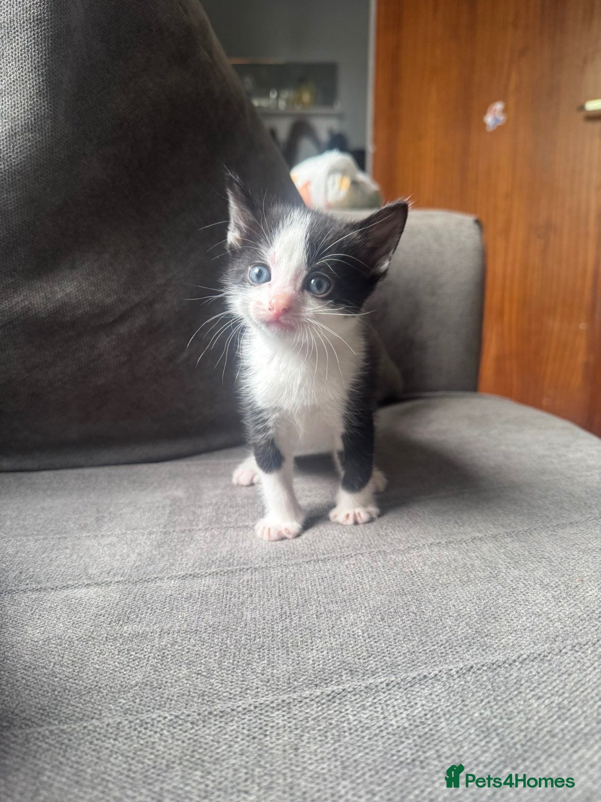 Mixed Breed cats Male kitten ready now - Advert 3