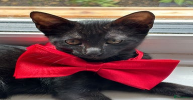 Mixed Breed cats - Advert 14