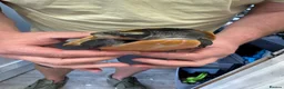 Turtle reptiles for sale: Female Pink-Belly Side Neck Turtles - Advert 1