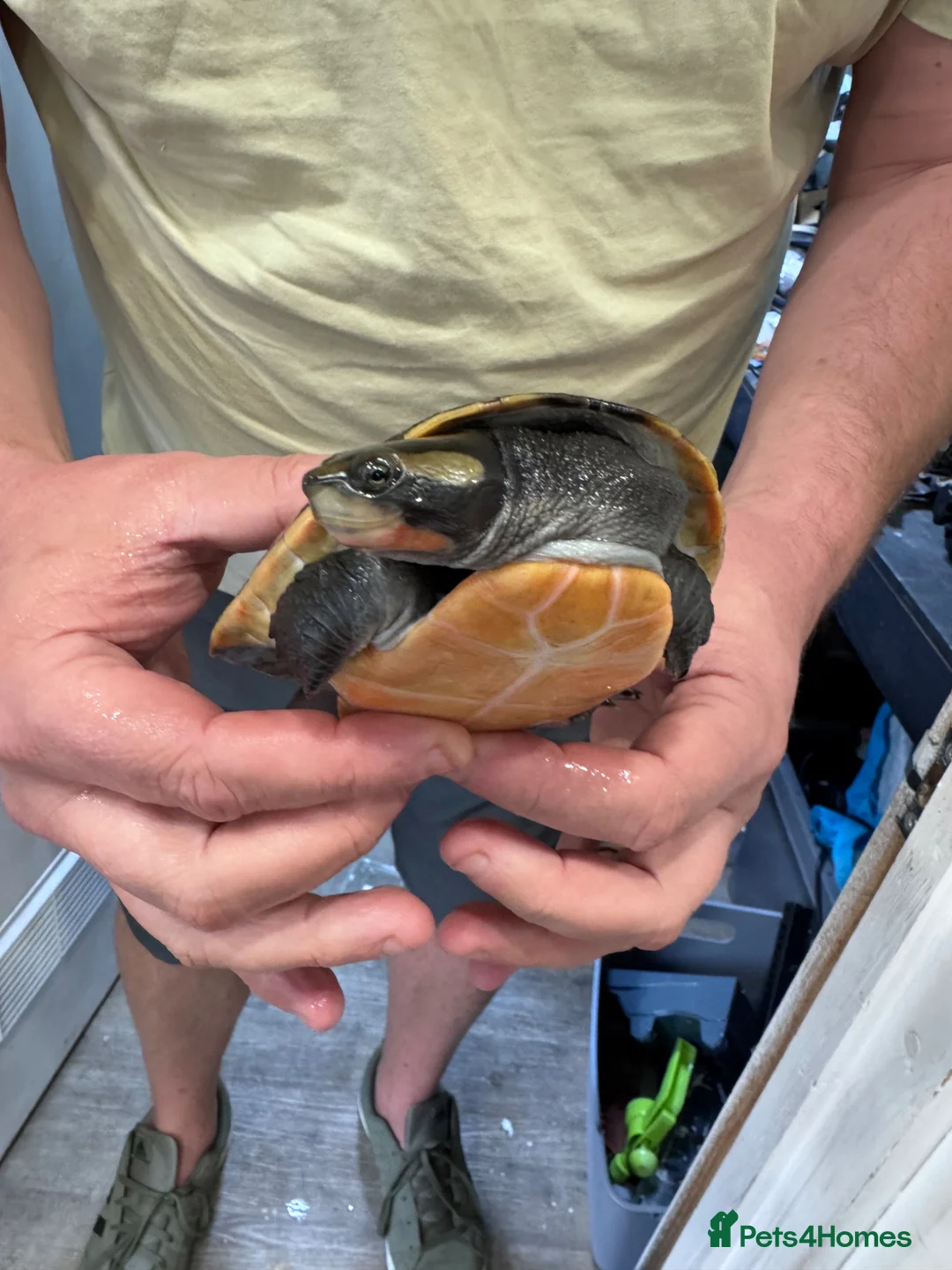 Turtle reptiles for sale: Female Pink-Belly Side Neck Turtles - Advert 1