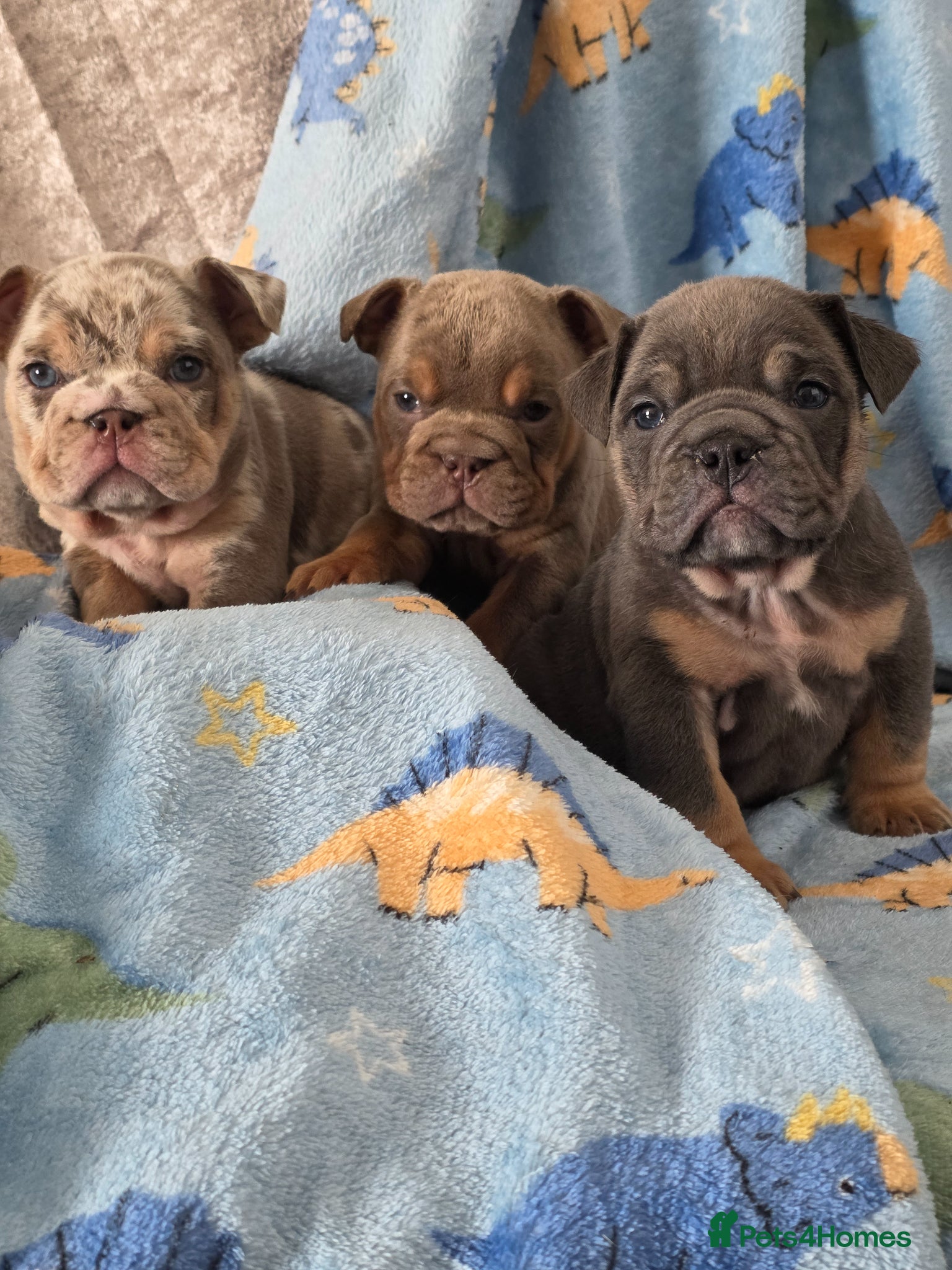 English Bulldog dogs british bulldog pups - Advert 9