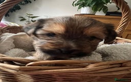 Yorkshire Terrier dogs for sale: Beautiful Chocolate Orange Yorkshire Terriers - Image 17