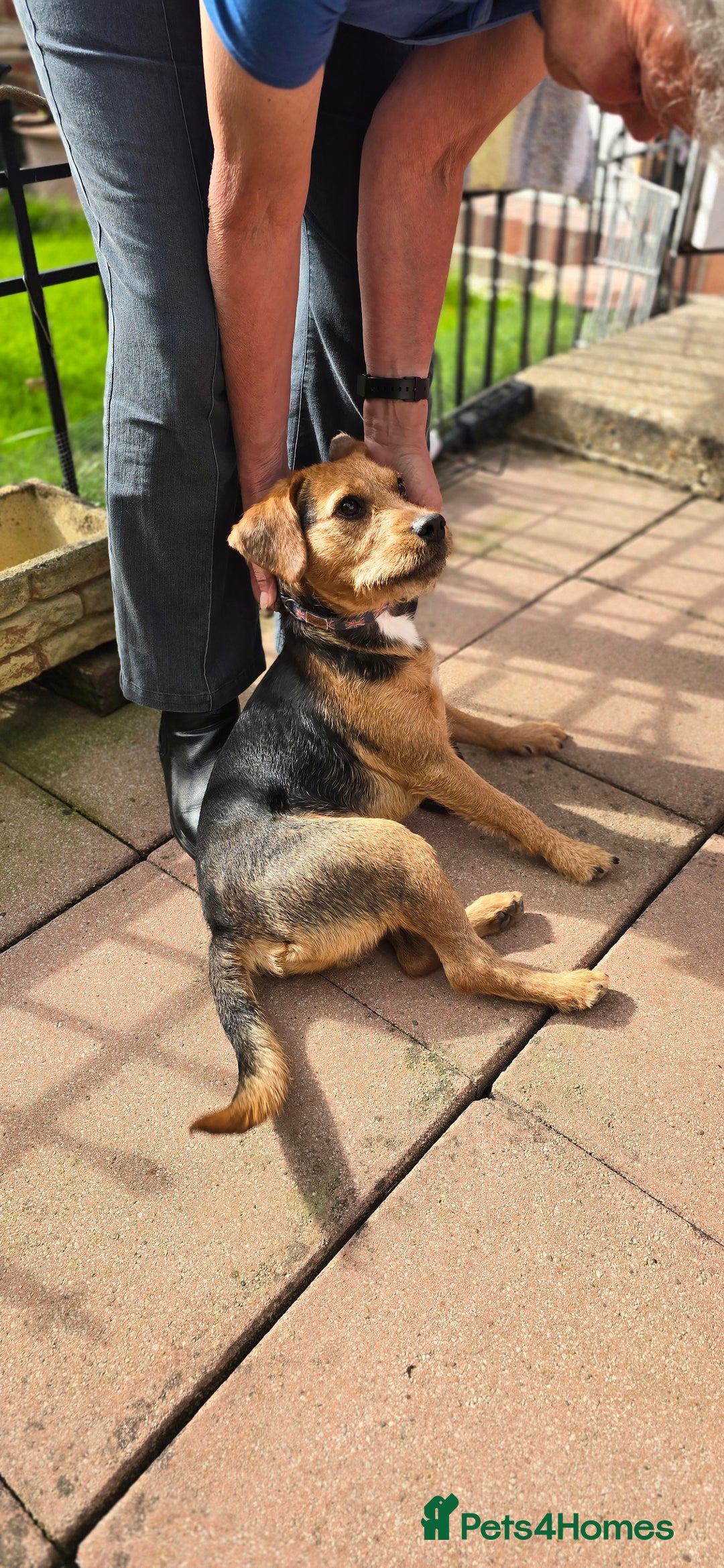 Mixed Breed dogs for adoption: Toby the Terrier - Image 18