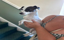 Jack Russell dogs for sale: Lovely jack Russell, puppies 3 left  - Image 5