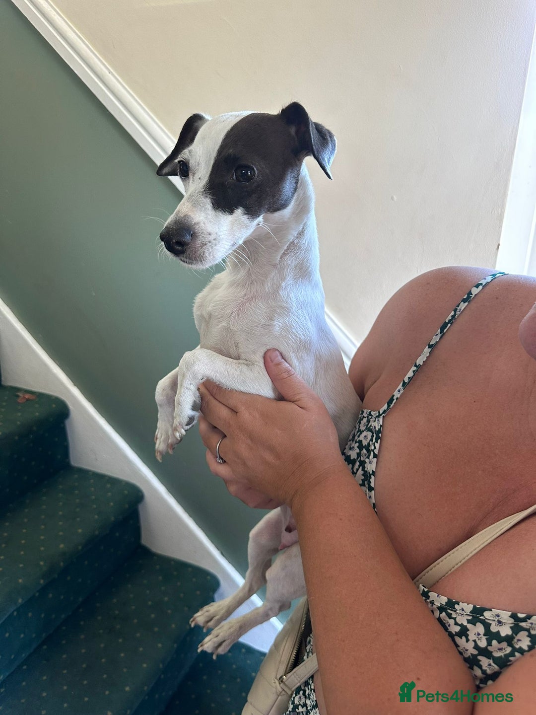 Jack Russell dogs for sale: Lovely jack Russell, puppies 3 left  - Image 5