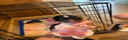 Jack Russell dogs for sale: 2 Gorgeous male Jackrussel  puppies for sale  in Wigton - Advert 6