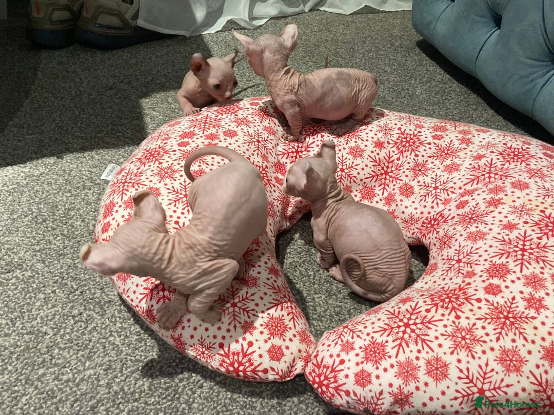 Sphynx cats for sale: Sphynx kittens for sale  - Image 18