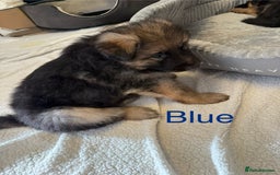 German Shepherd dogs for sale: KC Registered German Shepherd Puppies - Image 17