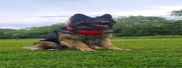 Kovu