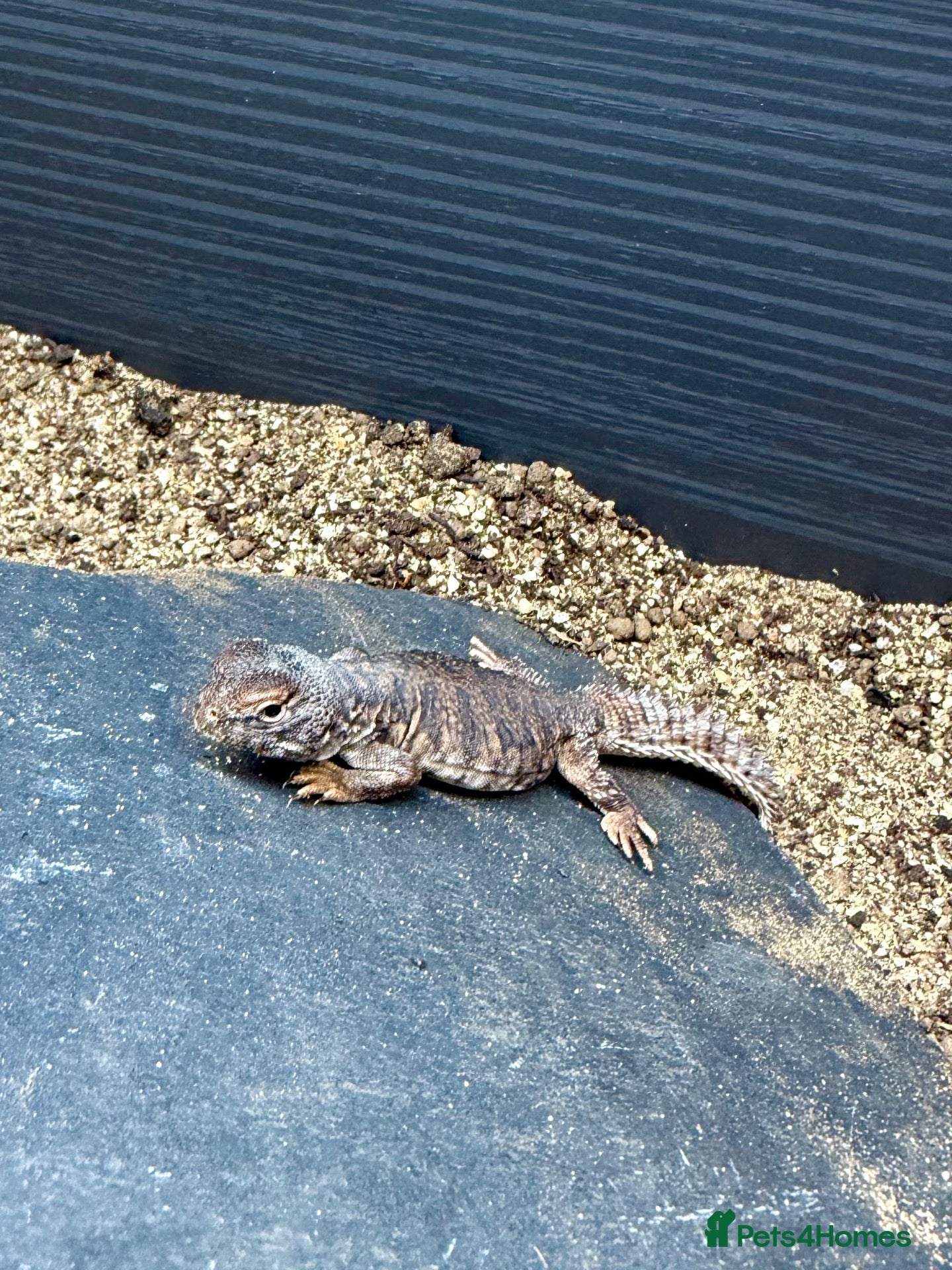 Mixed Breed reptiles Beautiful Young Moroccan Uromastyx - Advert 1