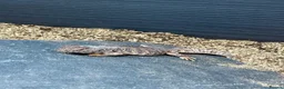 Mixed Breed reptiles for sale: Beautiful Young Moroccan Uromastyx in Southampton - Advert 1