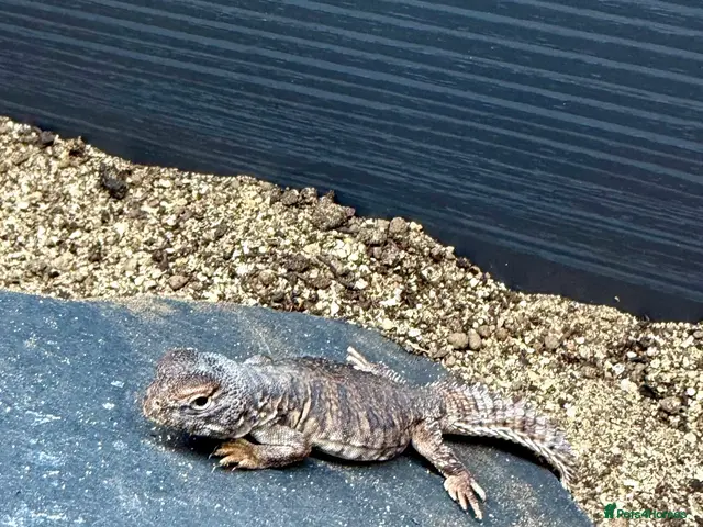 Mixed Breed reptiles for sale: Beautiful Young Moroccan Uromastyx - Advert 1