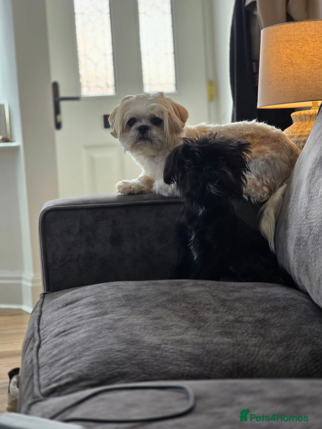 Shih Tzu dogs for sale: Imperial Shihtzu - Image 6