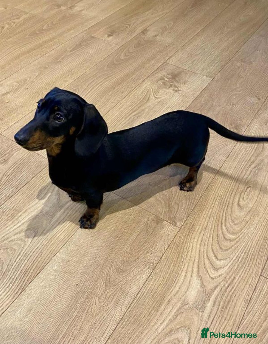 Miniature Dachshund dogs for sale: Beautiful KC Miniature dachshund puppies  - Advert 2