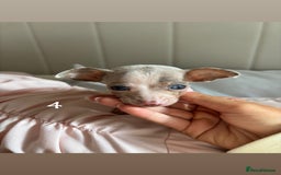 Chiweenie dogs for sale: CHIWEENIES, MICROCHIPPED,VACCINATED,HEALTHCHECKED! - Image 7