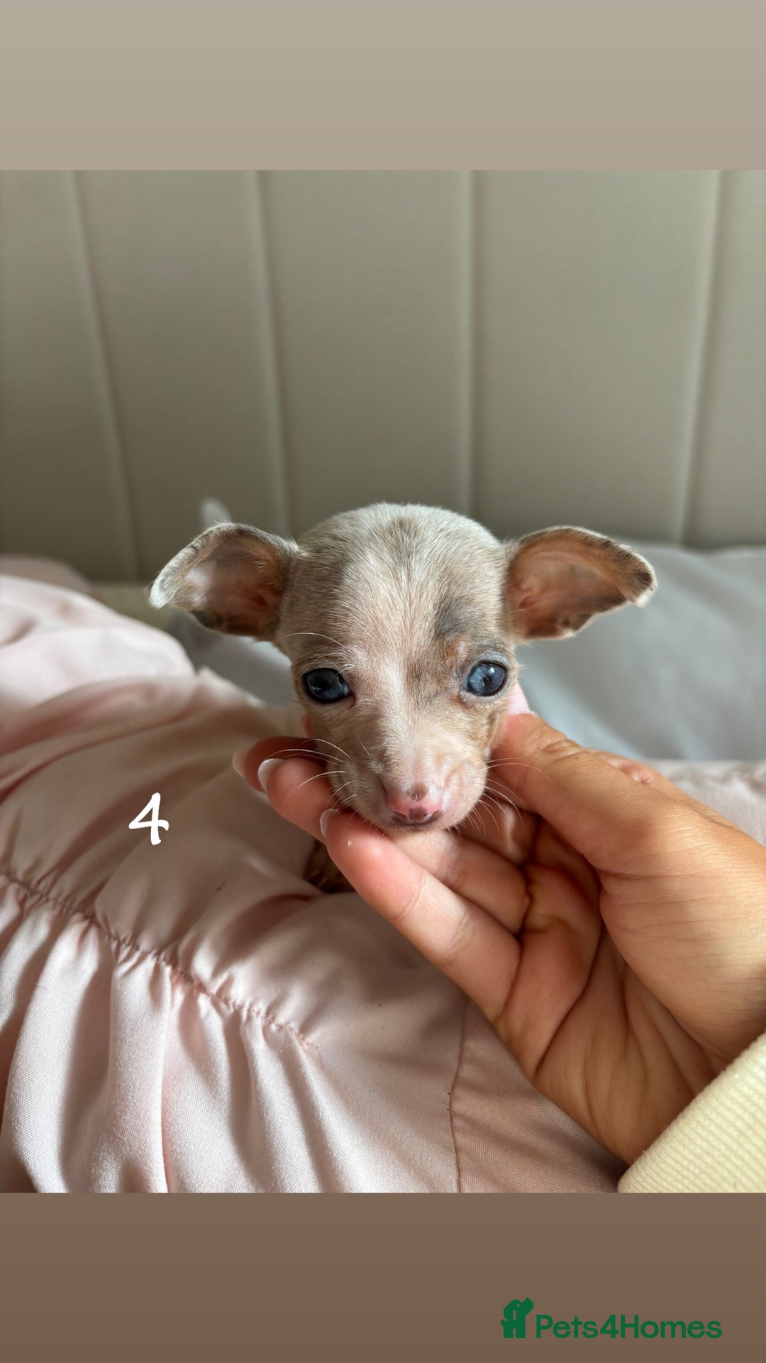 Chiweenie dogs for sale: CHIWEENIES, MICROCHIPPED,VACCINATED,HEALTHCHECKED! - Image 7