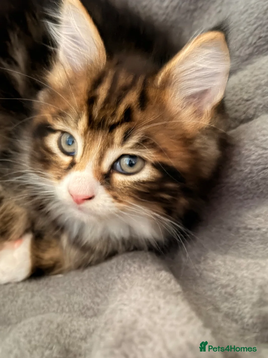 Maine Coon cats for sale: Mainecoon x ragdoll - Advert 2