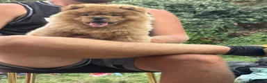 Caramel chow