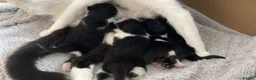Mixed Breed cats for sale: Mixed breed kittens - Advert 9