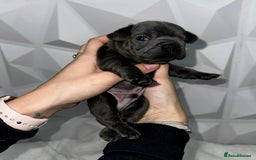 French Bulldog dogs for sale: Fluffy French Bulldog Puppies for sale - Advert 5