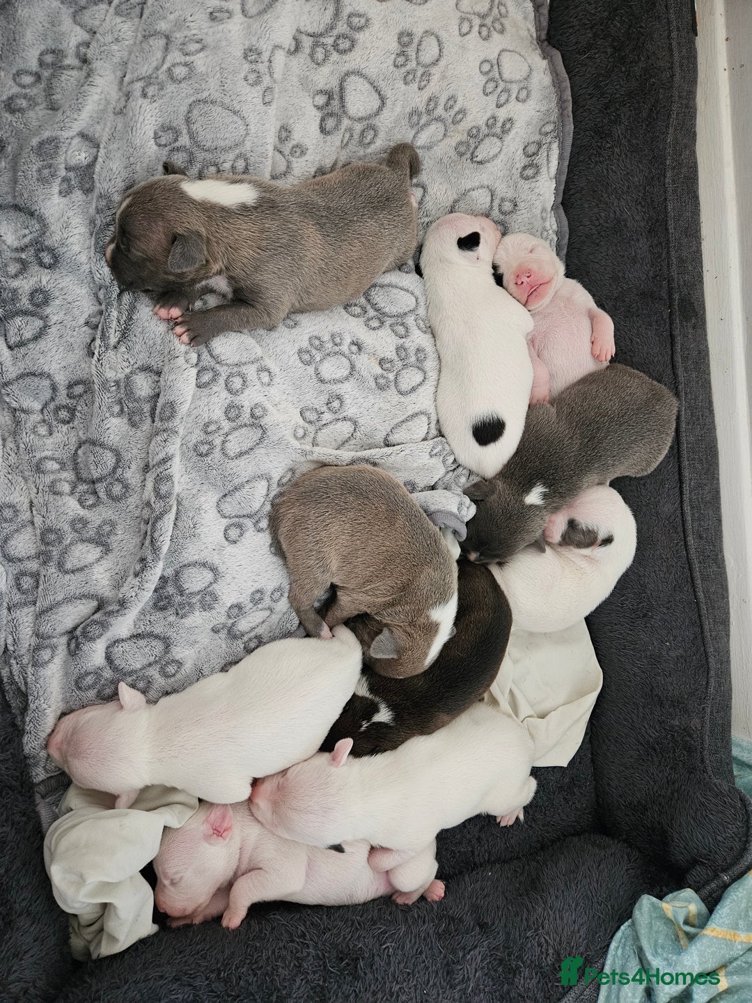 Staffordshire Bull Terrier dogs for sale:  Unique Classic Markings - Image 3