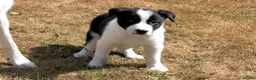 Border Collie dogs for sale: QUALITY BORDER COLLIE PUPPIES CHAMPION LINES in Cardiff - Advert 22