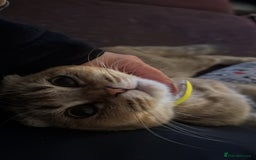 Scottish Fold cats for sale: Gizmo  - Image 8
