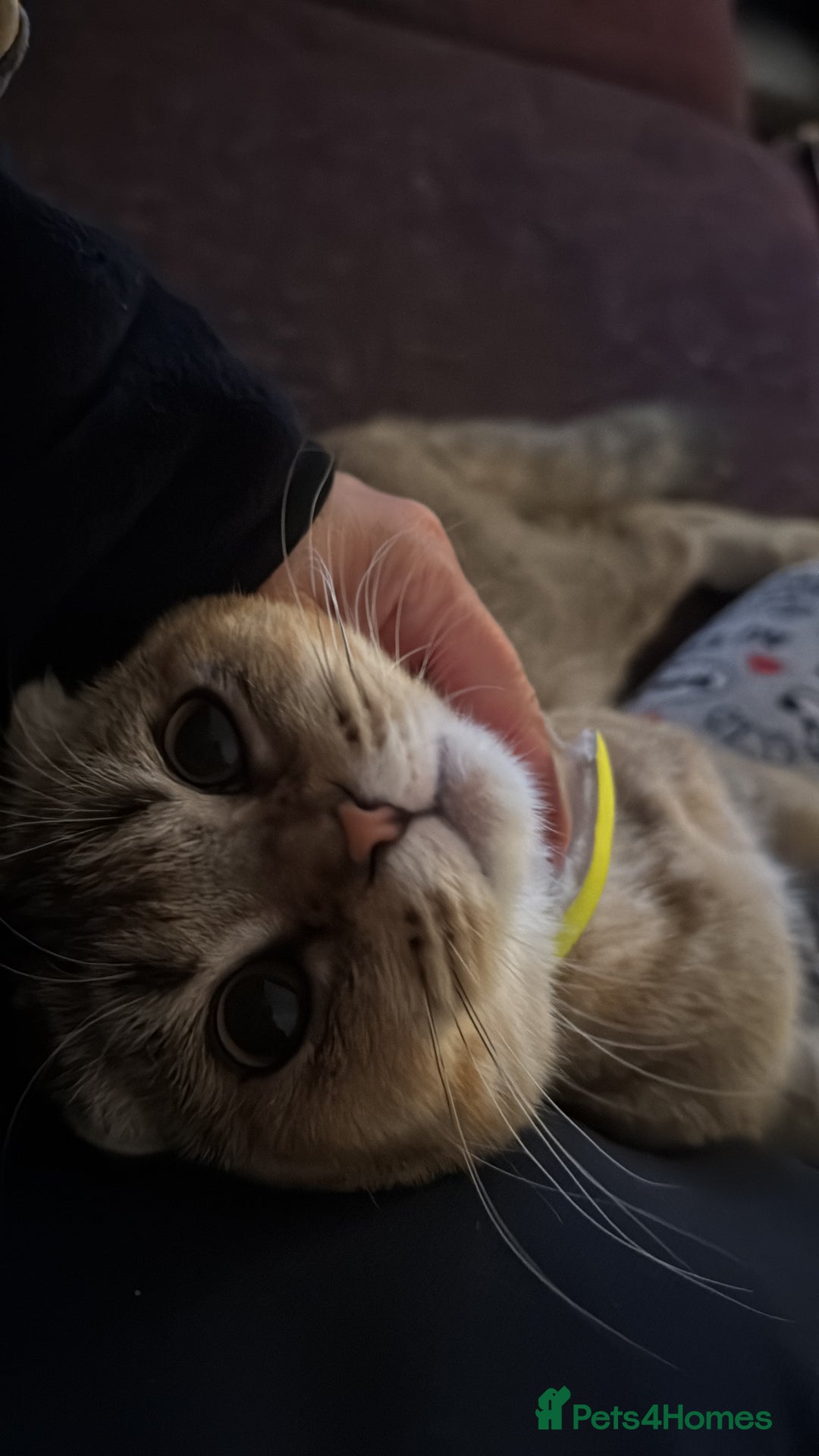 Scottish Fold cats for sale: Gizmo  - Image 8