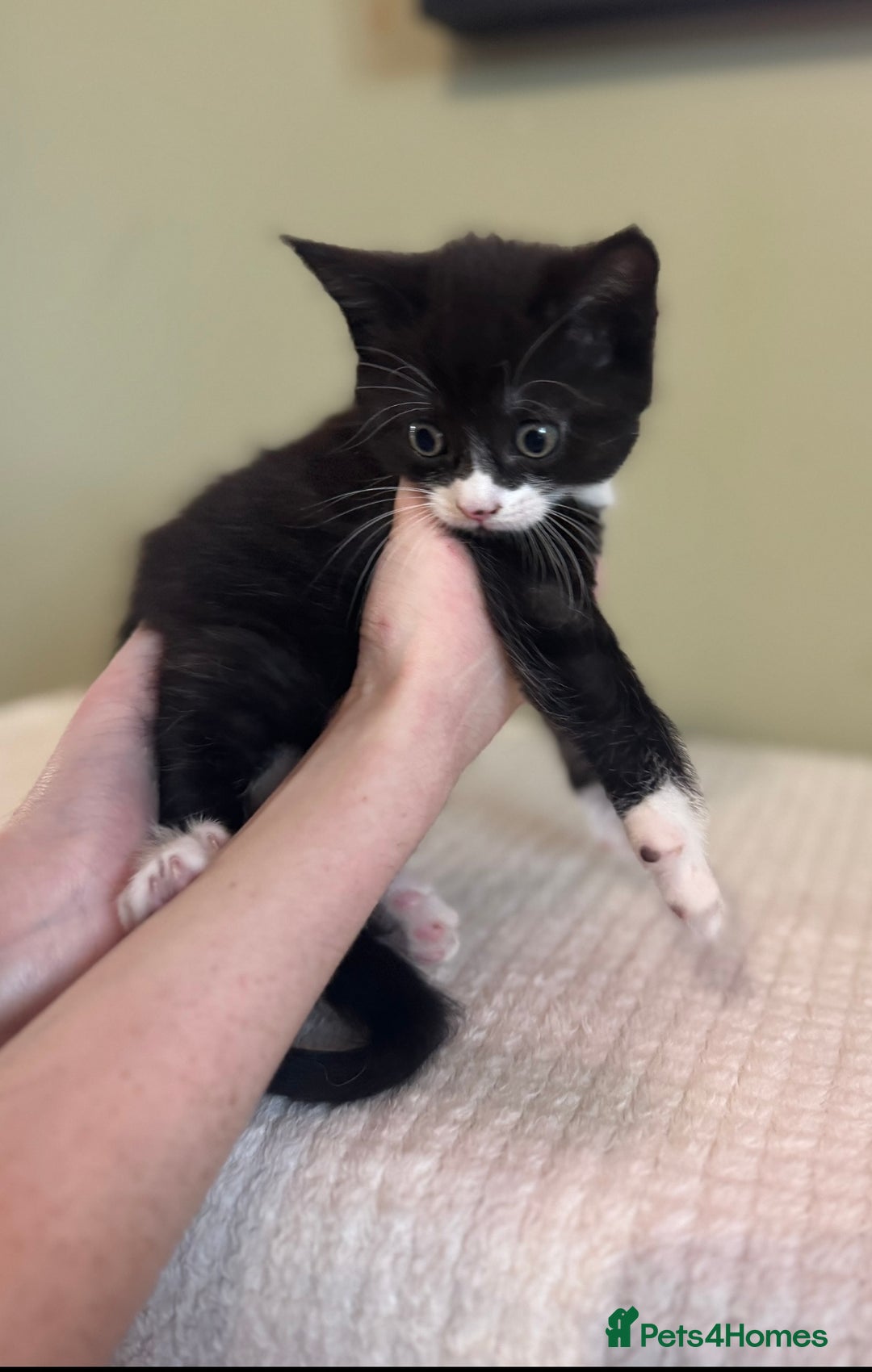 Maine Coon cats for sale: Gorgeous sweet half maine coons  - Advert 2