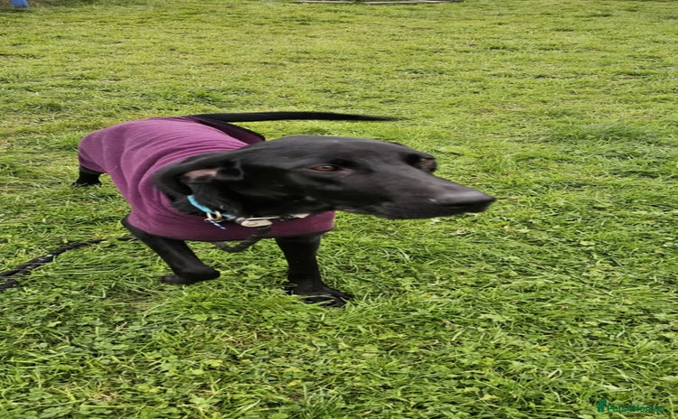 Mixed Breed dogs - Advert 4