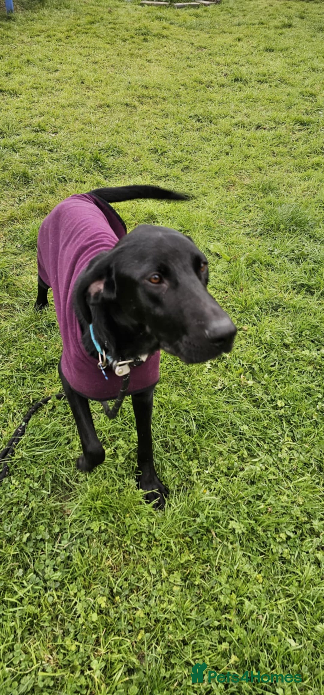 Mixed Breed dogs for adoption: Brodie is desperate for his forever home  - Image 1