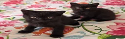 British Shorthair cats for sale: British shorthair kittens - Advert 9