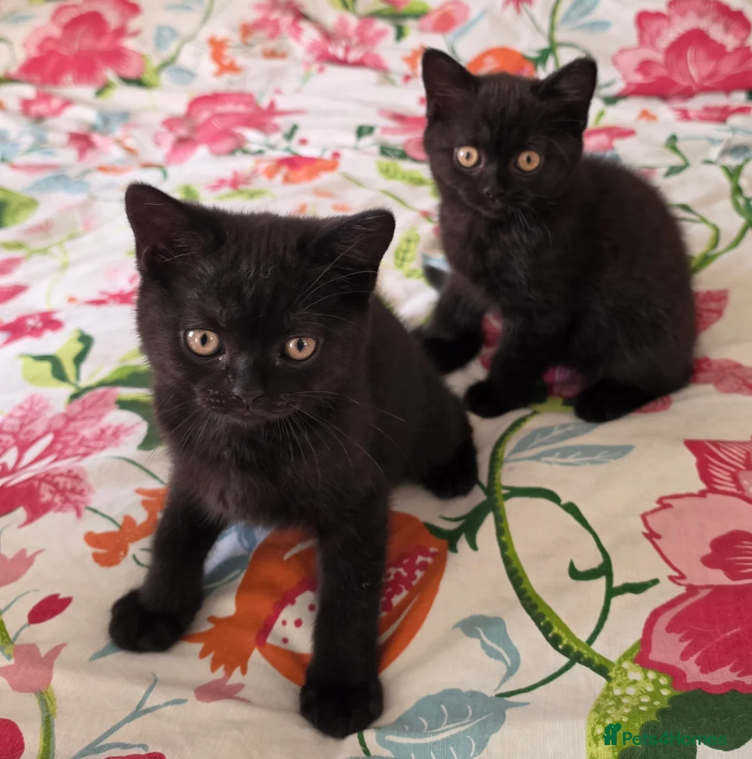 British Shorthair cats for sale: British shorthair kittens last BLACK BOYS - Advert 26